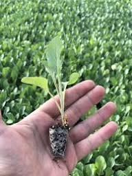 تصویر 2 از نشا گوجه فرنگی گرد و بیضی در تنوع بالا